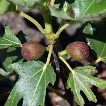 Ficus Carica (Figovník jedlý) ´LITTLE MISS FIGGY´- kont. C1.5L, výška: 40-60 cm (-17°C)