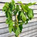  Ficus Carica (Figovník jedlý) ´MADELEINE DES DEUX SAISONS®´ - výška 140-160 cm, kont. C10L (-15°C)