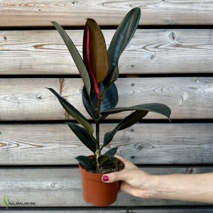 Ficus elastica (Fikus veľký) ´ABIDJAN´ - kont. C1.5L,  výška 30-35 cm