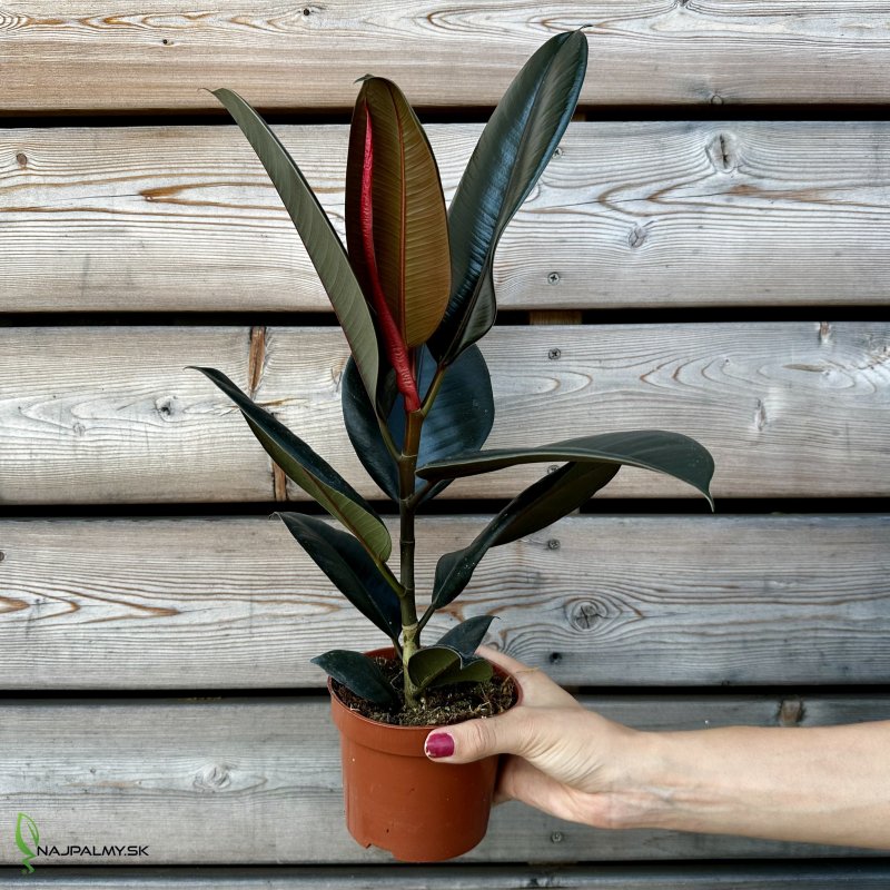 Ficus elastica (Fikus veľký) ´ABIDJAN´ - kont. C1.5L,  výška 30-35 cm