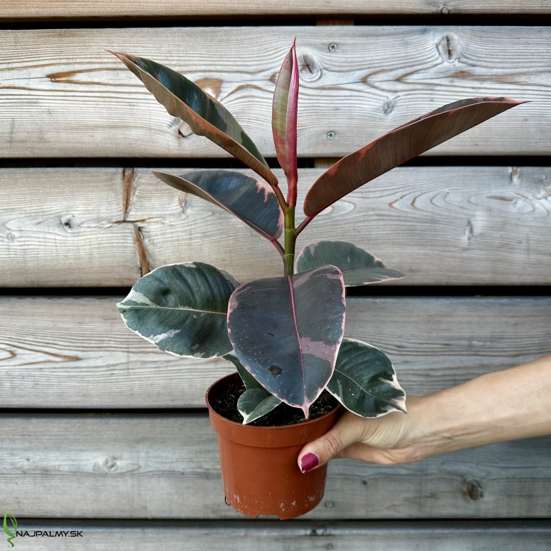 Ficus elastica (Fikus kaučukový) ´BELIZE´ - kont. C1L, výška 25-30 cm