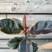 Ficus elastica (Fikus kaučukový) ´BELIZE´ - kont. C1L, výška 25-30 cm