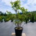 Ficus Carica (Figovník jedlý) ´LITTLE MISS FIGGY®´, kont. C150L, výška: 220-230 cm - BOHATO RODIACI EXEMPLÁR (-15°C) Ficus Carica (Figovník jedlý) ´LITTLE MISS FIGGY®´, kont. C150L, výška: 220-230 cm - BOHATO RODIACI EXEMPLÁR (-15°C)