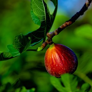 Ficus Carica (Figovník jedlý) ´LITTLE MISS FIGGY®´, kont. C150L, výška: 220-230 cm - BOHATO RODIACI EXEMPLÁR (-15°C)