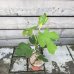 Ficus Carica (Figovník jedlý) ´PERRETTA´ - kont. C3L, výška: 30-50 cm (-15°C)