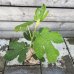 Ficus Carica (Figovník jedlý) ´PERRETTA´ - kont. C3L, výška: 30-50 cm (-15°C)