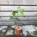 Ficus Carica (Figovník jedlý) ´PERRETTA´ - kont. C3L, výška: 30-50 cm (-15°C)