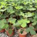 Ficus Carica (Figovník jedlý) ´PERRETTA´ - kont. C3L, výška: 30-50 cm (-15°C)