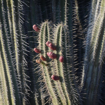 Espostoa guentheri (Kaktus Guentherov) - kont. C40L, výška 150-170 cm - STARÝ A VZÁCNY EXEMPLÁR