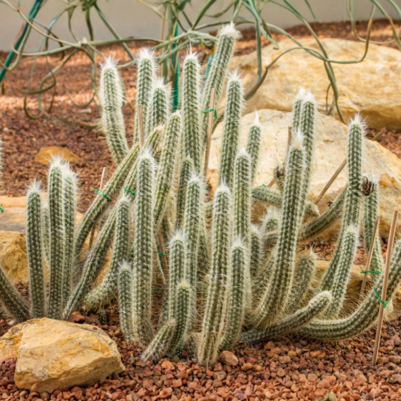 Cleistocactus strausii (Kaktus starého muža) ´4v1´ - kont. C40L, výška 140-160 cm (-5°C) - STARÝ A VZÁCNY EXEMPLÁR