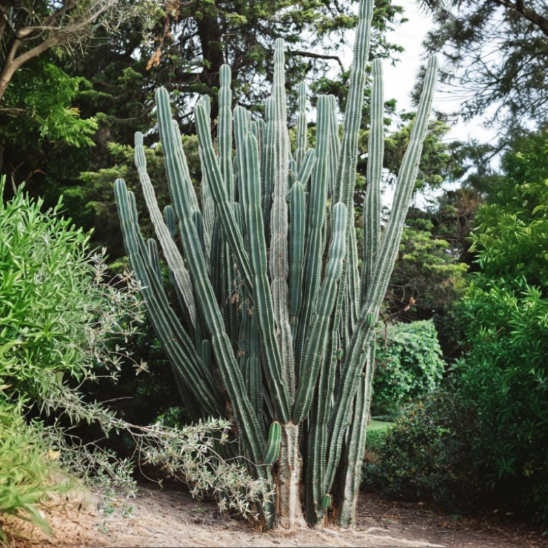 Pachycereus pringlei (Kardón obrovský) ´3v1´ - kont.C50L, výška 140-160 cm (-4°C) - STARÝ A VZÁCNY EXEMPLÁR
