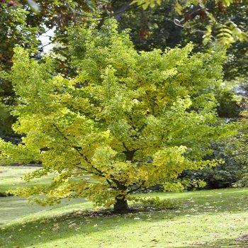 Ginkgo biloba (Ginko dvojlaločné) –  kont. C30L, výška 140-160 cm - SAMEC