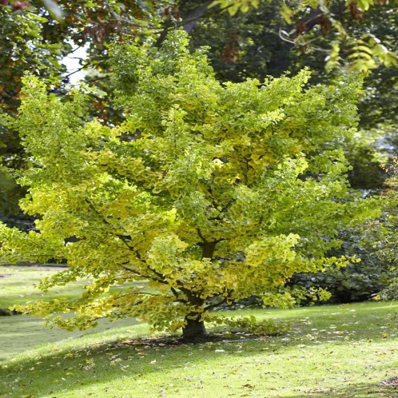 Ginkgo biloba (Ginko dvojlaločné) –  kont. C30L, výška 140-160 cm - SAMEC