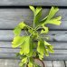 Ginkgo biloba (Ginko dvojlaločné) - kont. C10L, výška 110-120cm - VIACKMEŇ