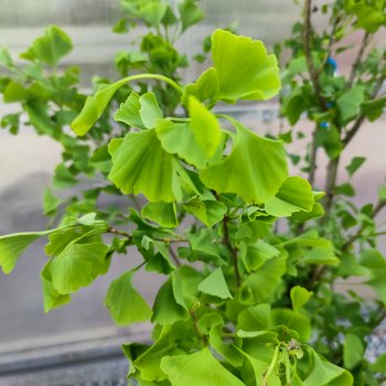 Ginkgo Biloba (Ginko Biloba) - kont. C18L, výška: 120-150 cm (-29°C) - SAMEC