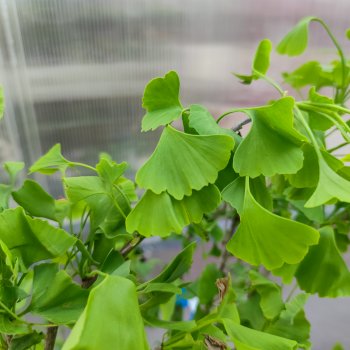 Ginkgo biloba (Ginko dvojlaločné) - kont. C10L, výška 110-120cm - VIACKMEŇ