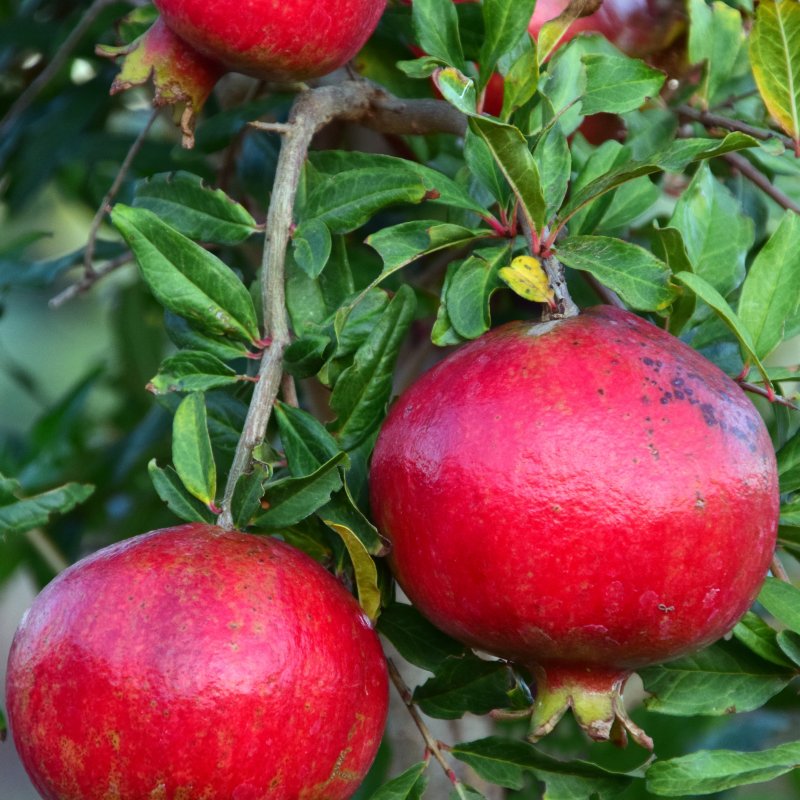 Punica Granatum (Granátovník púnsky) ´PUNICA GRANATUM SVERKRANNYI´, kont. C3L, výška: 50-60 cm (-18°C)