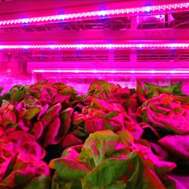 30 cm - LED GROW trubica pre rast rastlín, červeno-modrá (5W)