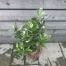Acca Sellowiana Feijoa (Guava ananásová), kont. C3L, výška: 30-40 cm 