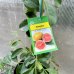 Psidium cattleianum (Guava jahodová) ´CATTLEY´ kont. C10L,  výška: 80 - 100 cm