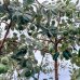 Acca Sellowiana Feijoa (Guava ananásová) - kont. C7/9L, výška: 70-90 cm