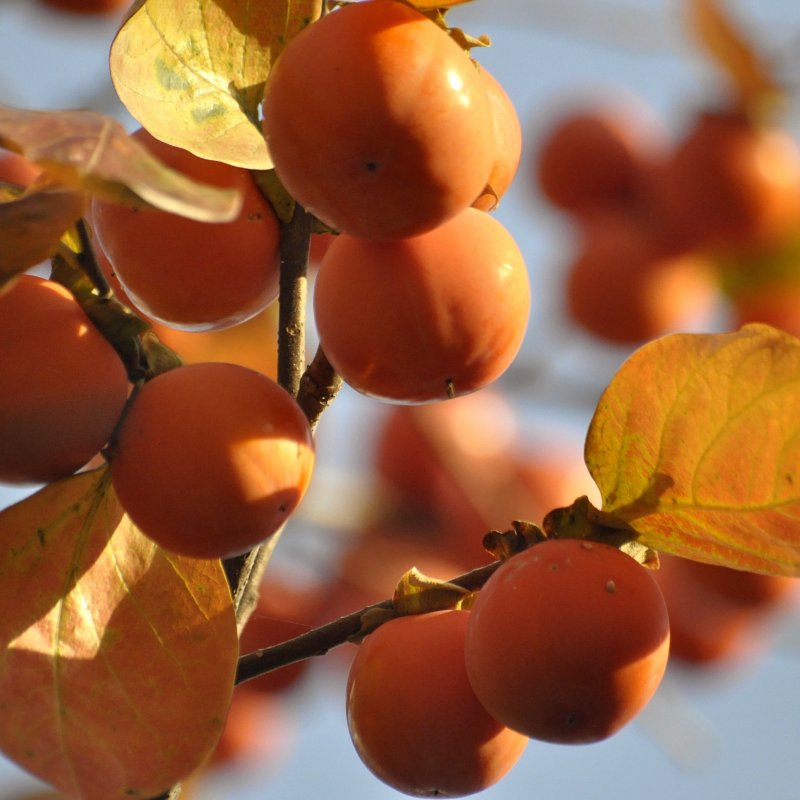 Diospyros kaki (Ebenovník rajčiakonosný - Hurmi) ´CIOCCOLATINO´ - kont. C10L, výška: 180-200 cm (-21°C)