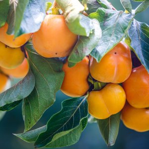 Diospyros kaki (Ebenovník rajčiakový) ´HURMIKAKI ´MUSCAT´ - kont. C10L, výška 180-200 cm (-18°C)