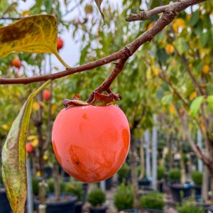 Diospyros Kaki (Ebenovník rajčiakonosný - Hurmikaki) ´VANIGLIA´ - kont. C10L, výška 180-200 cm (-20°C)