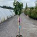 Diospyros Kaki (Ebenovník rajčiakonosný - Hurmikaki) ´JIRO´-  kont. C15L, výška: 150-170 cm