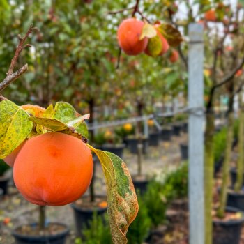 Diospyros Kaki (Ebenovník rajčiakonosný) HURMIKAKI ´CIOCCOLATINO´ - kont. C70L, výška 250-300 cm, obvod kmeňa 16/18 cm (-18°C)