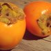 Diospyros Kaki (Ebenovník rajčiakonosný) HURMIKAKI ´TIPO´ - výška 120-140 cm, obvod kmeňa 30 cm, kont. C70L (-18°C) BONSAJ - STARÝ VZÁCNY EXEMPLÁR Diospyros Kaki (Ebenovník rajčiakonosný) HURMIKAKI ´TIPO´ - výška 120-140 cm, obvod kmeňa 30 cm, kont. C70L (-18°C) BONSAJ - STARÝ VZÁCNY EXEMPLÁR