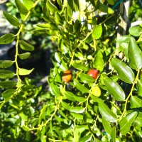 Ziziphus jujuba (Jujuba - Čínska datľa) - výška 160-190 cm, kont. C10L - NA KMIENKU