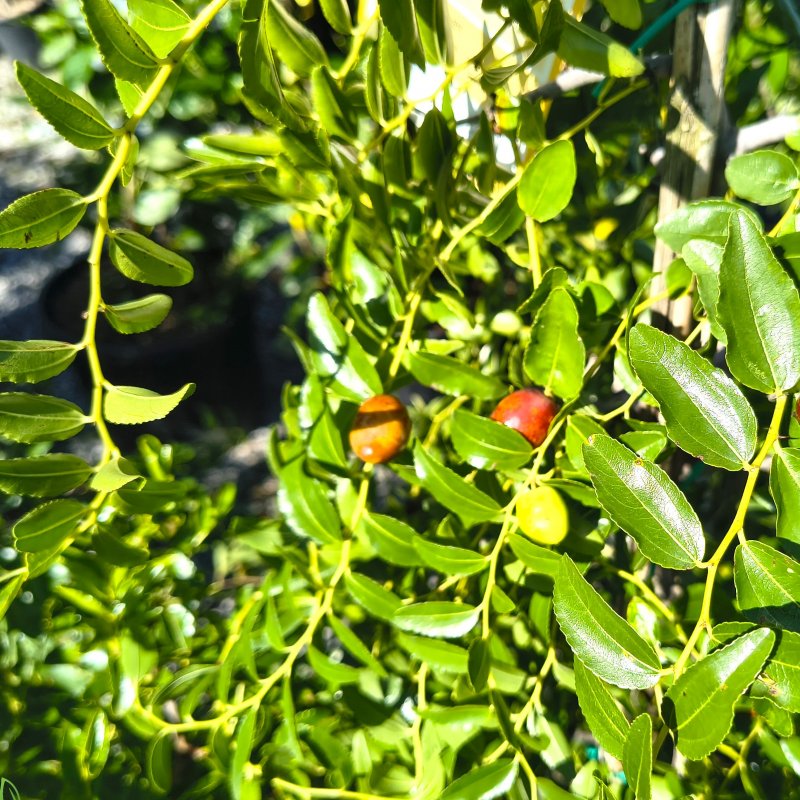 Ziziphus jujuba (Jujuba - Čínska datľa) - výška 160-190 cm, kont. C10L - NA KMIENKU