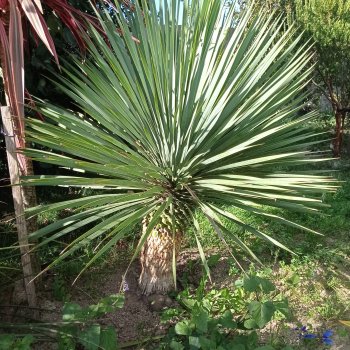 Yucca Rostrata ´BLUE SWAN´, Juka stromová, kont. C3L, výška: 20-30 cm (-22°C)