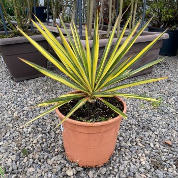 Yucca Filamentosa, Juka vláknitá  ´COLOR GUARD´, kont. C5L, výška: 40+ cm (-28°C)