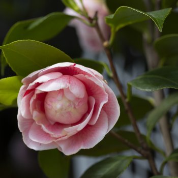 Camellia japonica (Kamélia japonská) ´SASANQUA´ - kont. C5L, výška 120-150 cm - NA KMIENKU