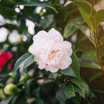 Camellia Japonica (Kamélia japonská) ´NOBILISSIMA´ - kont. P9, výška 15-25 cm (-10°C)