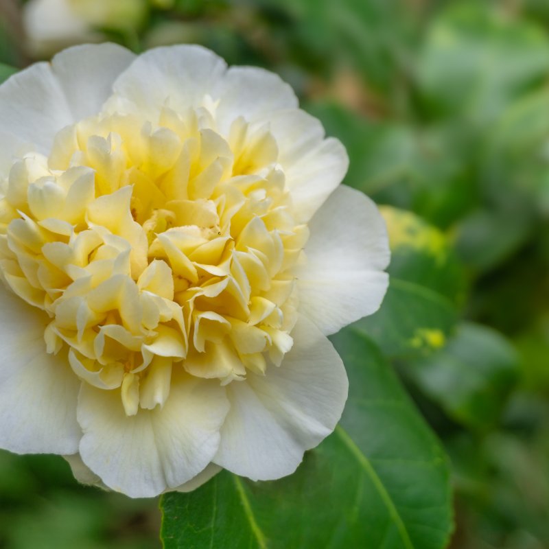 Camellia Japonica (Kamélia japonská) ´BRUSHFIELD´S YELLOW´ - kont. P9, výška 15-25 cm (-10°C)