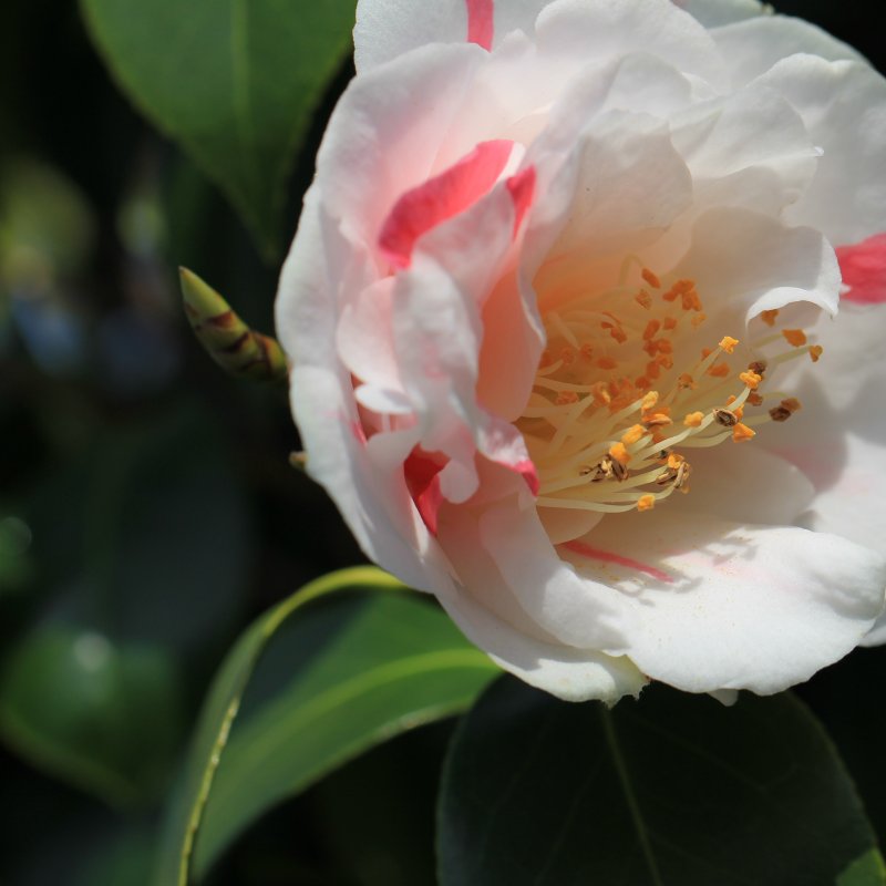 Camellia Japonica (Kamélia japonská) ´WILLIAM BARLETT´ - kont. P9, výška 15-25 cm (-10°C)