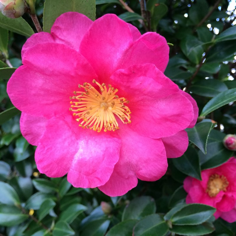 Camellia Japonica (Kamélia japonská) ´TRIUMPHANS´ , kont. C2L, výška 20-30 cm (-10°C)