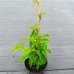Actinidia arguta (Aktinídia žilnatá - kiwi) ‘GENEVA’ - kont. C2L, výška 30-50 cm Actinidia arguta (Aktinídia žilnatá - kiwi) ‘GENEVA’ - kont. C2L, výška 30-50 cm