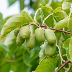  Actinidia Arguta (Aktinídia mini kiwi)  ´ISSAI´,  kont. P11, výška 15-20 cm-SAMOOPELIVÁ