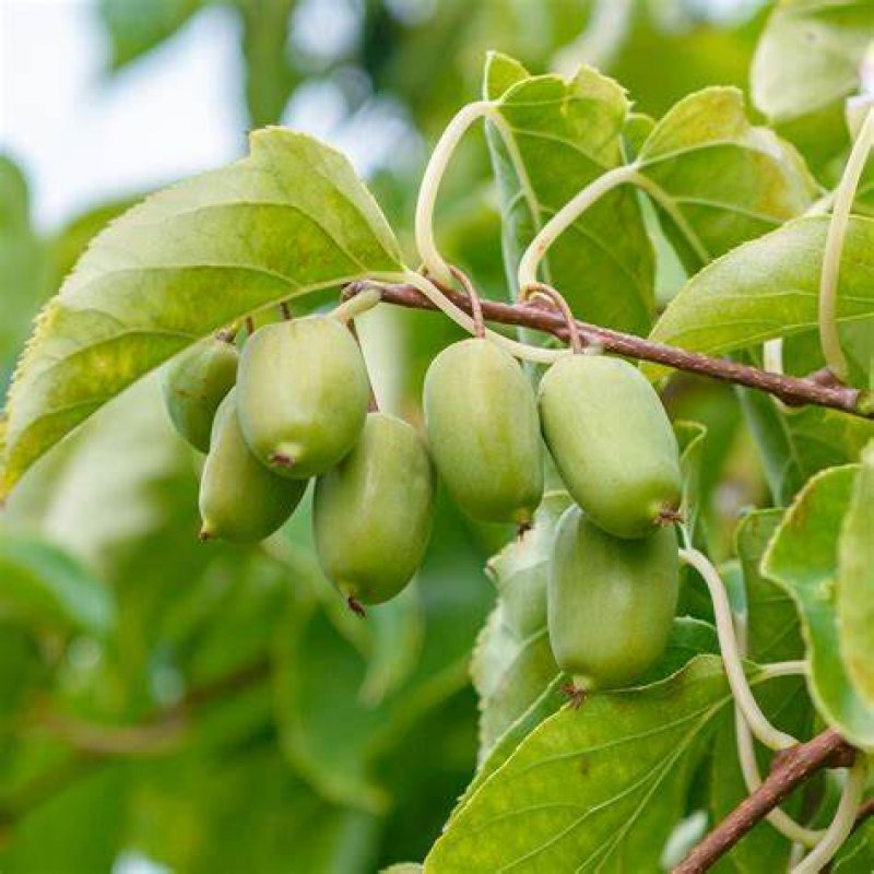 Actinidia Arguta (Aktinídia mini kiwi) ´ISSAI´, kont. C20L, výška: 130-140 cm - NA KONŠTRUKCII-SAMOOPELIVÁ