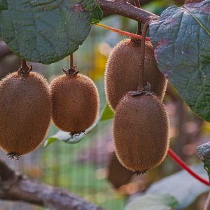 Actinidia deliciosa (Aktinídia lahodná) ´JENNY´, kont. P9, výška: 15-25 cm-SAMOOPELIVÁ