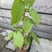 Actinidia Kolomikta (Aktinídia význačná) ´SENTYABRASKYA´ - kont. C3L, výška 40-60 cm - SAMICA