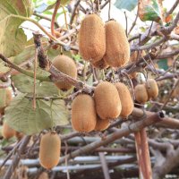 Actinídia deliciosa (Aktinídia lahodná - kiwi) ´SOLISSIMO´® ,výška 180-200 cm, kont. C3L - SAMOOPELIVÁ Actinídia deliciosa (Aktinídia lahodná - kiwi) ´SOLISSIMO´® ,výška 180-200 cm, kont. C3L - SAMOOPELIVÁ