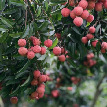 Litchi chinensis (Liči čínske), kont. C10L, výška: 50-70 cm