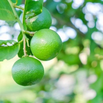  Citrus latifolia (Limetka tahitská) ´TAHITI´ – výška 120-150 cm, obvod kmeňa 4/6 cm, kont. C10L