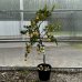 Citrofortunella × floridana (Limequat) ´EUSTIS´ - kont. C7,5L, výška: 80-110 cm