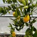 Citrofortunella × floridana (Limequat) ´EUSTIS´ - kont. C7,5L, výška: 80-110 cm
